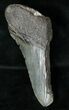 Half Of A Fossil Megalodon Tooth #17243-1